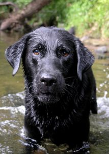 Black Labrador like that owned by Khloe Kardashian