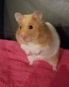 Hamster like belongs to Ed Sheeran