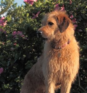 Mix breed dog like Ryan Gosling owned