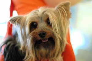 Yorkshire Terrier like Serena Williams' dog