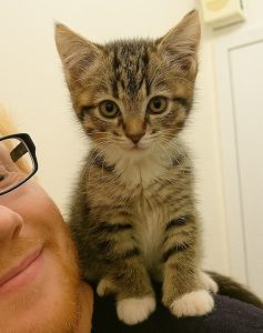Ed Sheeran's cat Graham