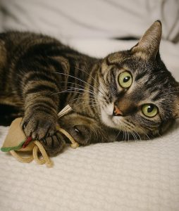 Pickle Ricky Gervais' cat